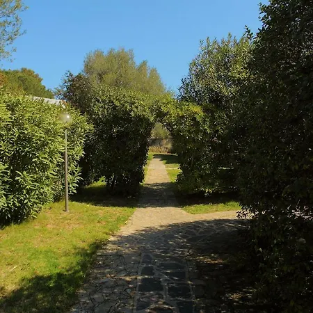 Pellicano